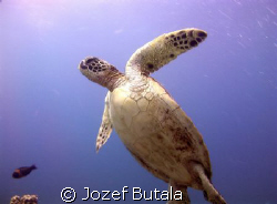 green sea turtle,picture taken with camcorder using red f... by Jozef Butala 